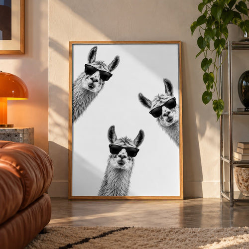 Llamas in sunglasses poster displayed in a room