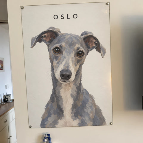 Customer's portrait of Oslo, a whippet